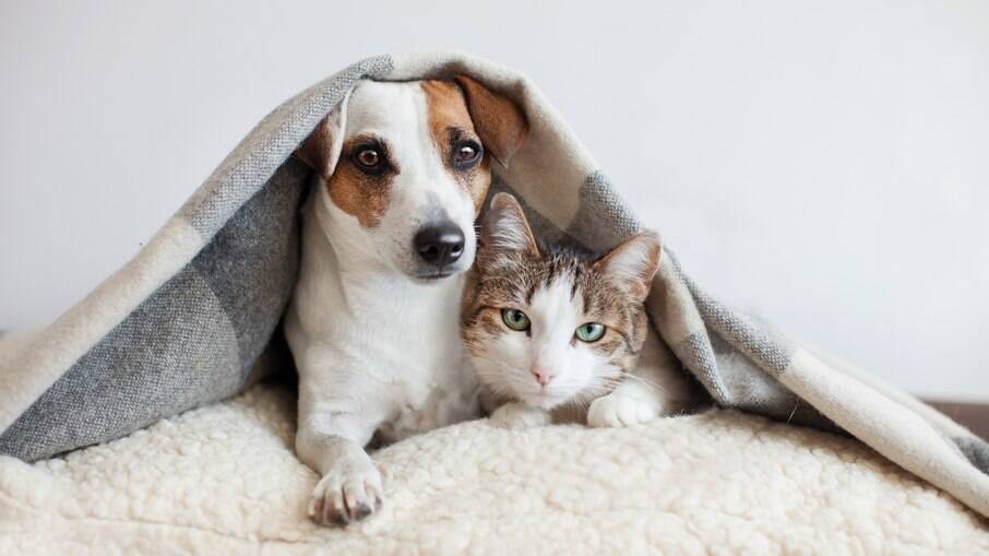 Pets: veterinária dá dicas para que tutor receba um novo pet em casa com conforto e segurança