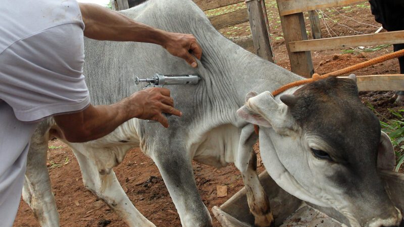 No Espírito Santo campanha de vacinação contra febre aftosa é prorrogada