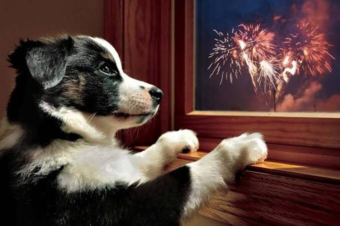 Como preparar os pets para o barulho dos fogos de artifício