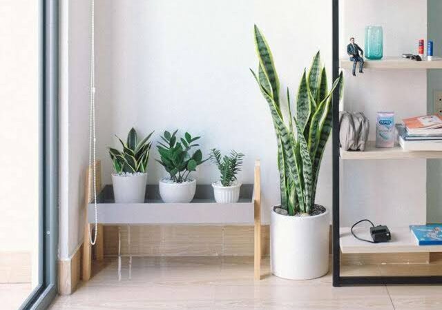 Conheça algumas plantas que decoram e amenizam o calor da sua casa