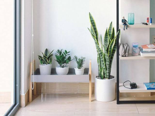 Conheça algumas plantas que decoram e amenizam o calor da sua casa