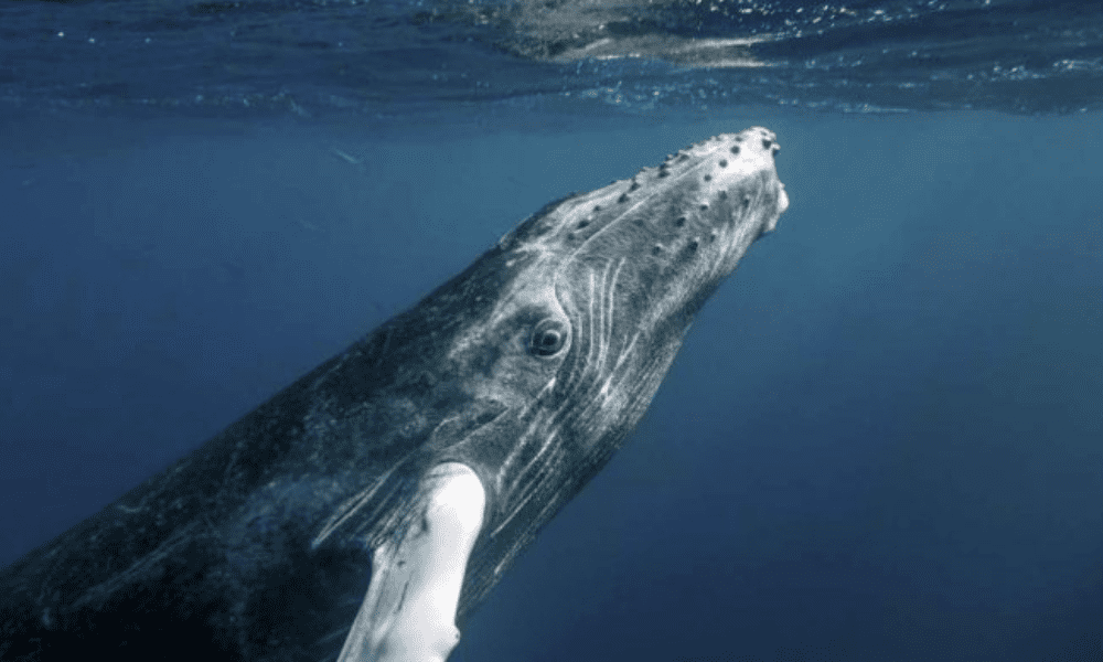 Na Ales, exposição mostra beleza das baleias jubarte