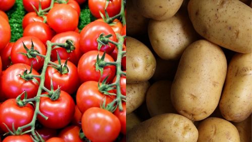 Saúde: futuro do tratamento do câncer pode estar no tomate e na batata; entenda
