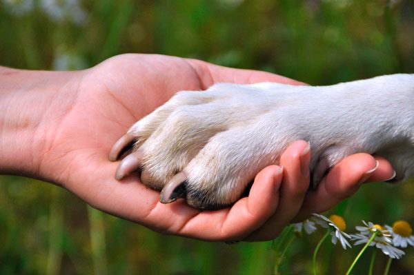 Projeto de Vitória Pata Vix realiza o resgate do 50º animal vítima de maus-tratos