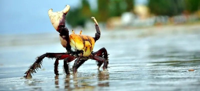 Neste domingo começa o segundo período da andada do caranguejo-uçá