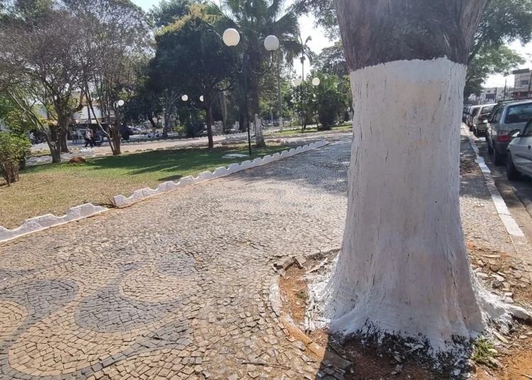 Deputado mais votado do Estado quer punir com rigor quem vandalizar árvores do ES