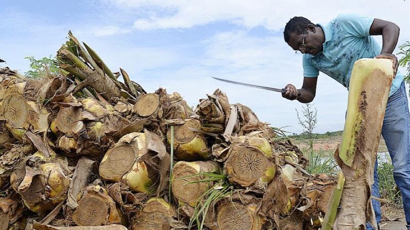 Prefeitura de Cariacica divulga locais autorizados para venda de palmito