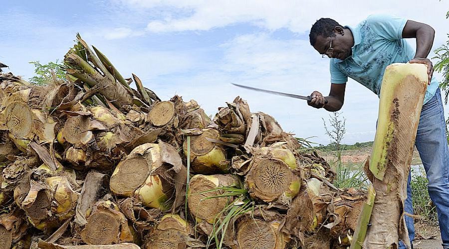 Prefeitura de Cariacica divulga locais autorizados para venda de palmito