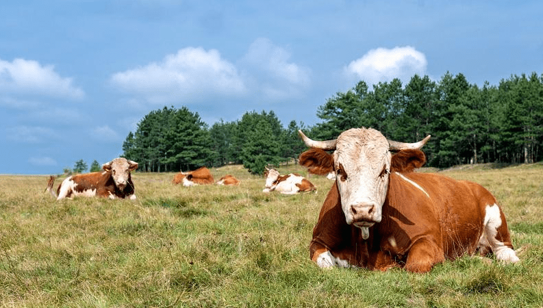 Secretaria de Agricultura da Serra faz alerta sobre os perigos da raiva pecuária