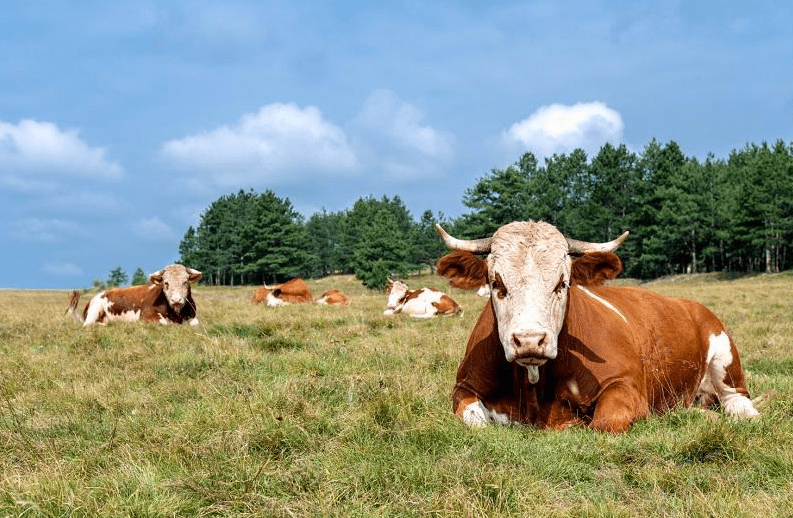 Secretaria de Agricultura da Serra faz alerta sobre os perigos da raiva pecuária