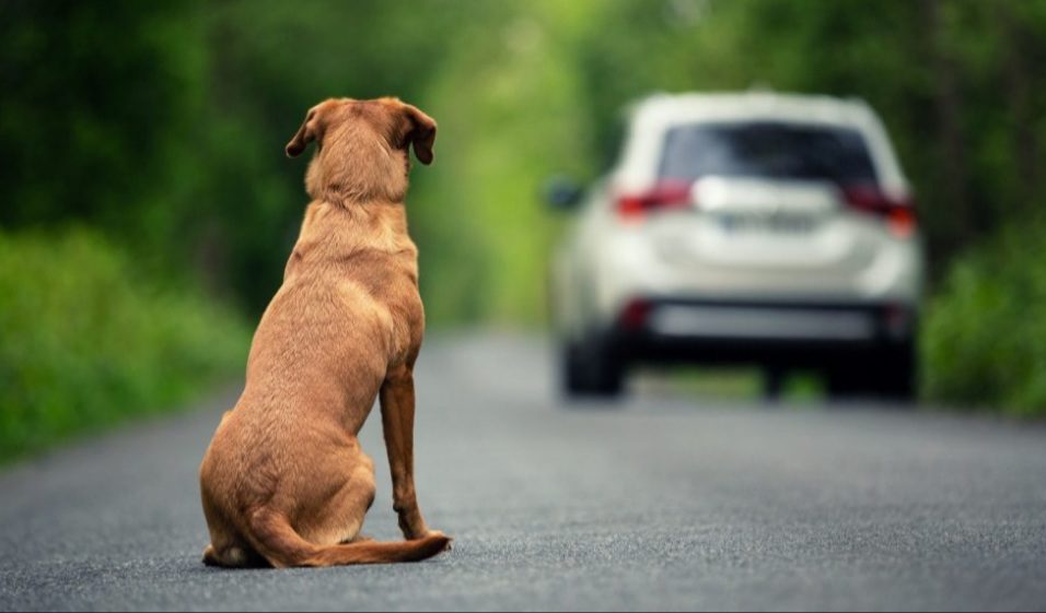 Dezembro Verde: Estado terá mês de conscientização sobre abandono de animais