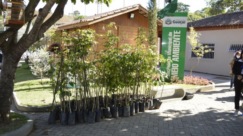 Projeto troca sustentável: 650 mudas de ipês serão distribuídas pela secretaria de meio ambiente