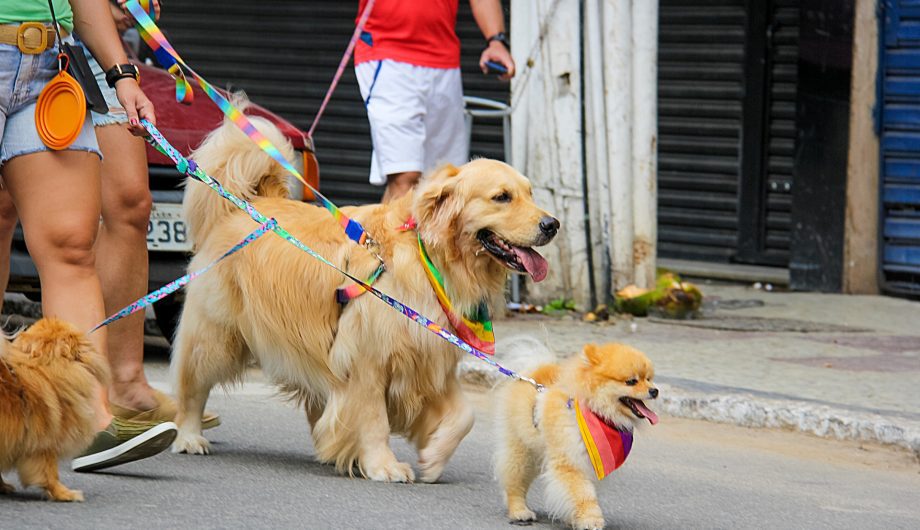 “Cãominhada” Adia Sua Terceira Edição para Garantir o Melhor Evento Possível.