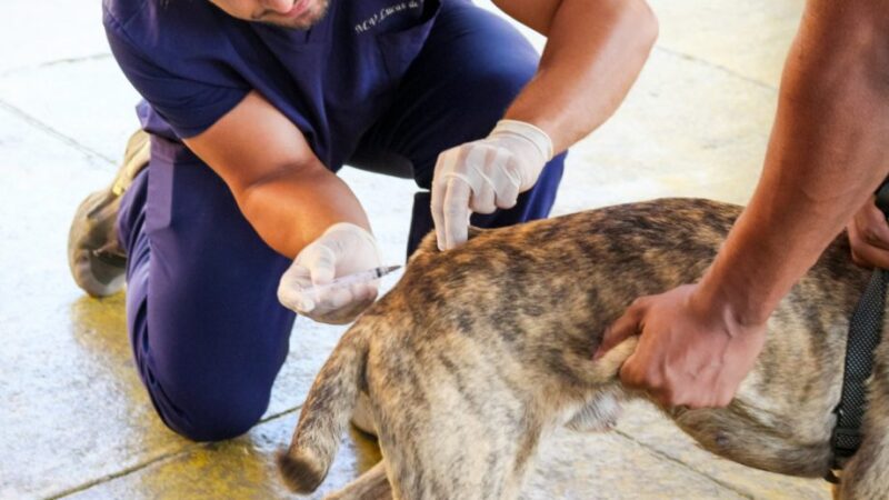 Proteja Seu Pet: Sábado é Dia D de Vacinação Antirrábica em Cachoeiro.