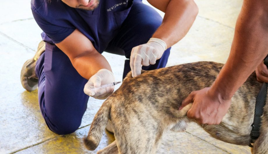 Proteja Seu Pet: Sábado é Dia D de Vacinação Antirrábica em Cachoeiro.