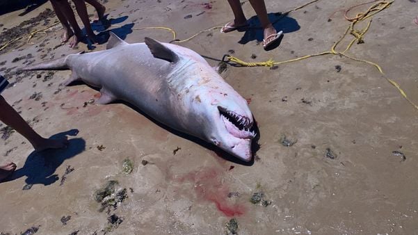 Alerta Ambiental: Tubarão Pescado em Anchieta em Perigo Crítico de Extinção, Adverte a Prefeitura