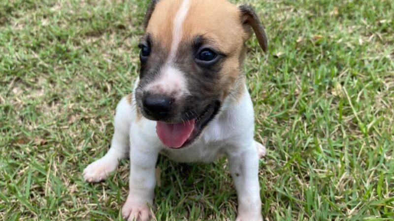 Amor pelos Animais: Cachoeiro Recebe Feira de Ação Pet neste Fim de Semana