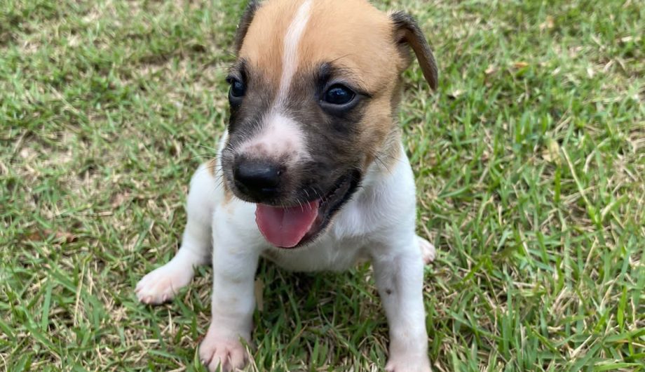 Amor pelos Animais: Cachoeiro Recebe Feira de Ação Pet neste Fim de Semana