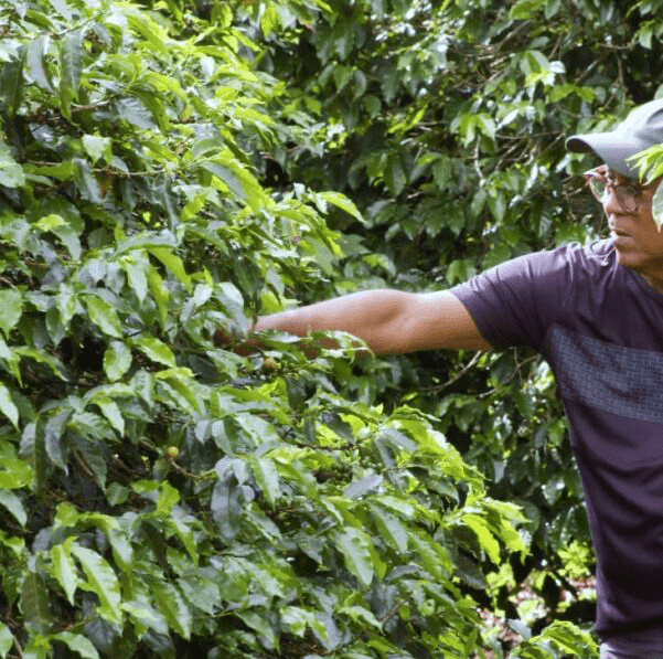 Sabor com Sustentabilidade: Produtores Capixabas Exploram Café Carbono Neutro