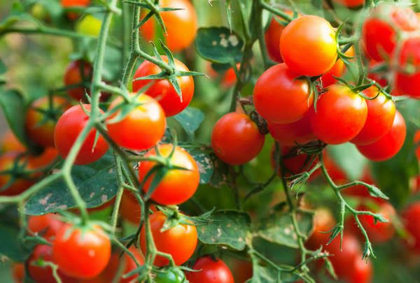Venda Nova do Imigrante: Pioneira na produção e exportação de Tomates no Brasil, e tem até uma Festa em homenagem a Fruta