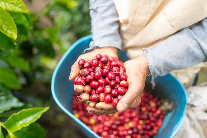 Oportunidade de Capacitação: Curso Gratuito sobre Produção de Café em Laranja da Terra