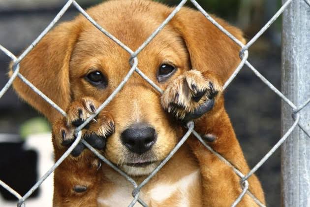 Cachoeiro de Itapemirim Realiza Feira de Adoção Responsável de Pets neste Sábado