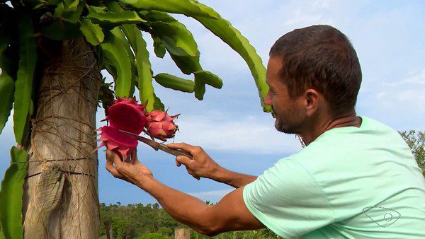 Diversificação Agrícola: Produtores de Presidente Kennedy Investem na Produção de Pitayas com Mais de 100 Variedades