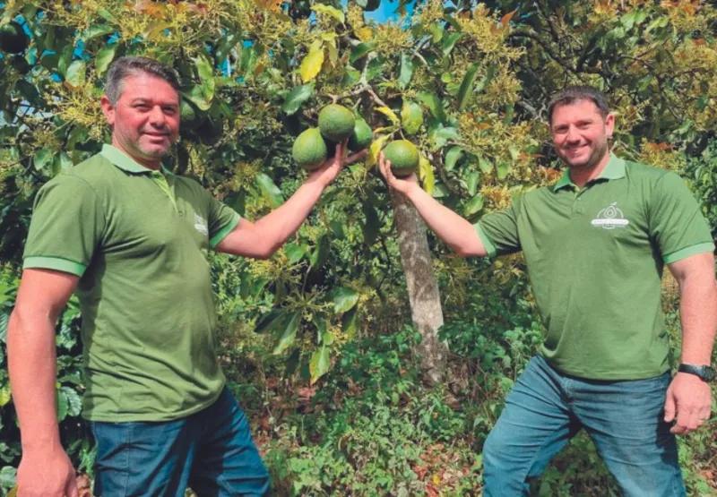 Espírito Santo Destaca-se como 4º Maior Produtor Nacional de Abacate