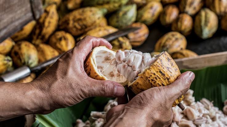 Benefício para Produtores: Espírito Santo Aproveita Alta no Preço do Cacau