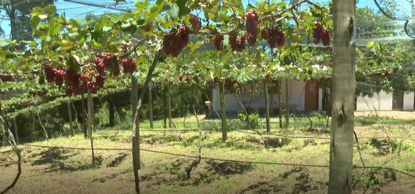 Guarapari: Produção de Uva floresce em Clima Quente e impulsiona Turismo