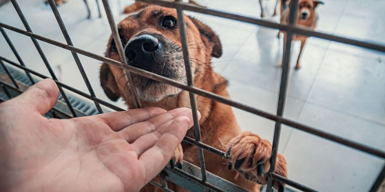 Dia de Carinho: Feira de Adoção de Animais em Cachoeiro neste Sábado!