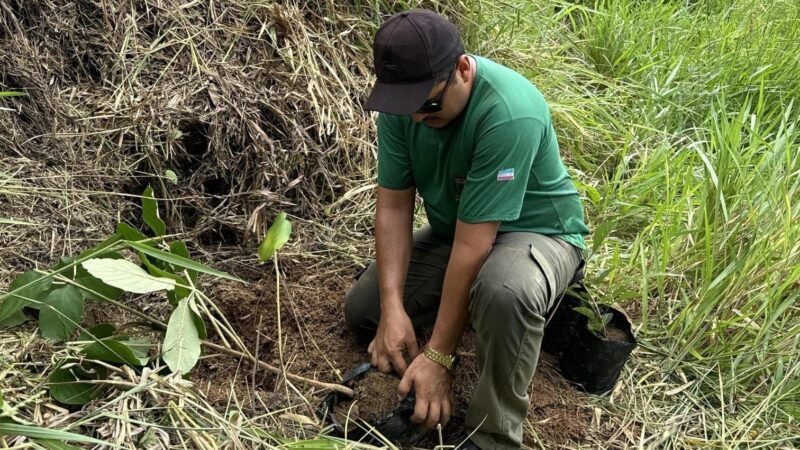 Restauração Ambiental: Nascente do Rio Joeba em Anchieta  é Revitalizada com Plantio de Árvores