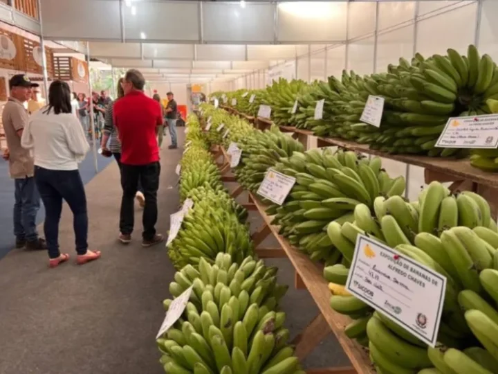 Celebração da Agricultura: Festa da Banana Recebe Status de Patrimônio Cultural em Alfredo Chaves