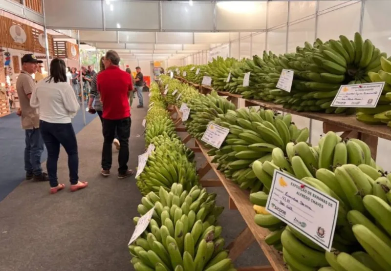 Celebração da Agricultura: Festa da Banana Recebe Status de Patrimônio Cultural em Alfredo Chaves