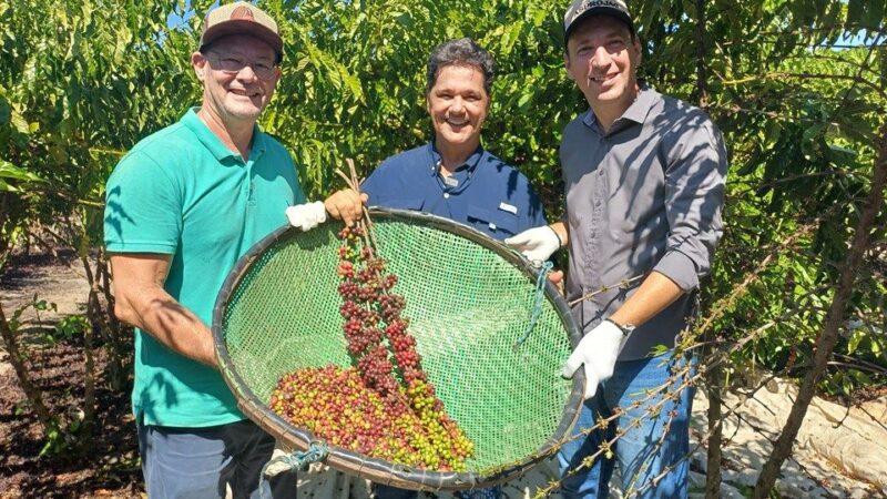 Temporada de Colheita do Café Conilon Inicia em Todo o Estado do Espírito Santo