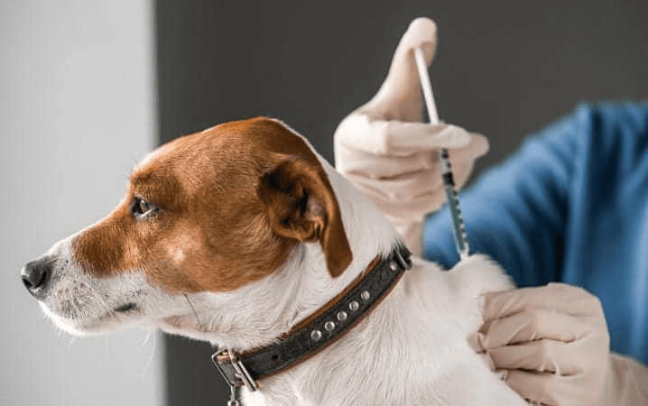 Bem-estar animal: cães de Anchieta receberão microchips