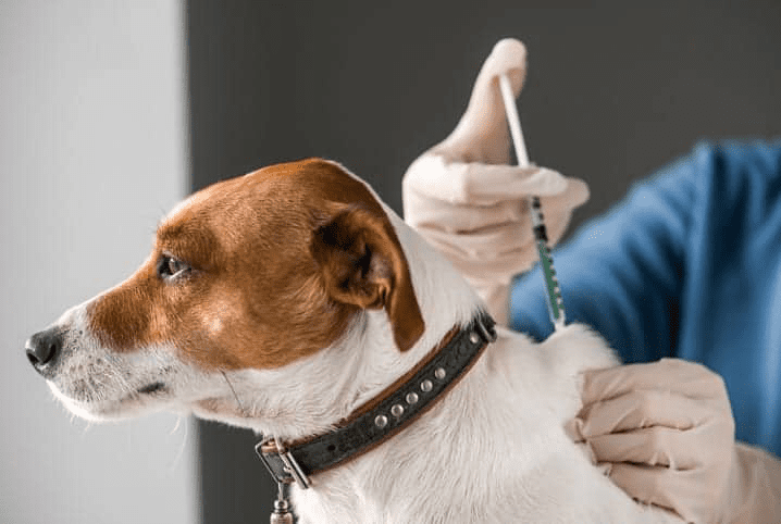 Bem-estar animal: cães de Anchieta receberão microchips