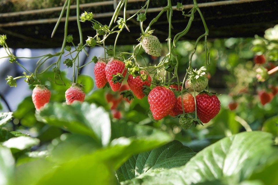 Capacitação em cultivo semi-hidropônico chega a Domingos Martins