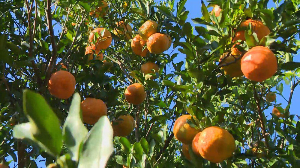 Produção de Tangerina Diminui no ES, mas Frutos Ficam Maiores e Melhores