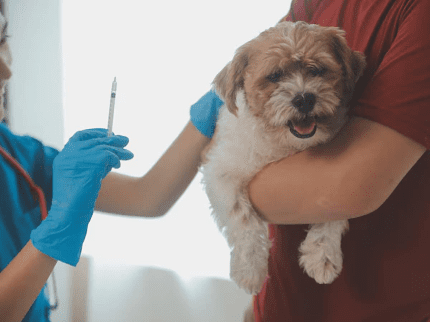 Domingos Martins começa campanha de vacinação contra raiva para cães e gatos