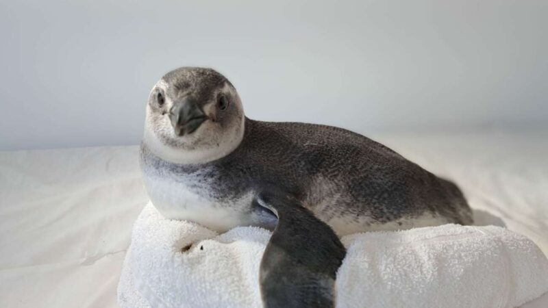 Mais de dez pinguins são encontrados e resgatados em Guarapari