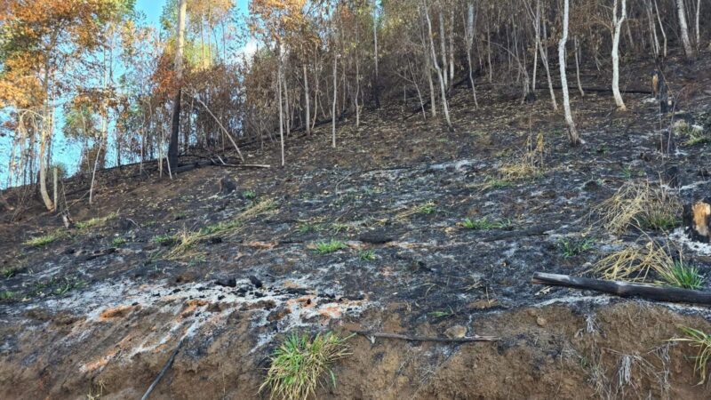 Alegre Registra Crime Ambiental com Destruição de 48 Mil M² de Mata Atlântica