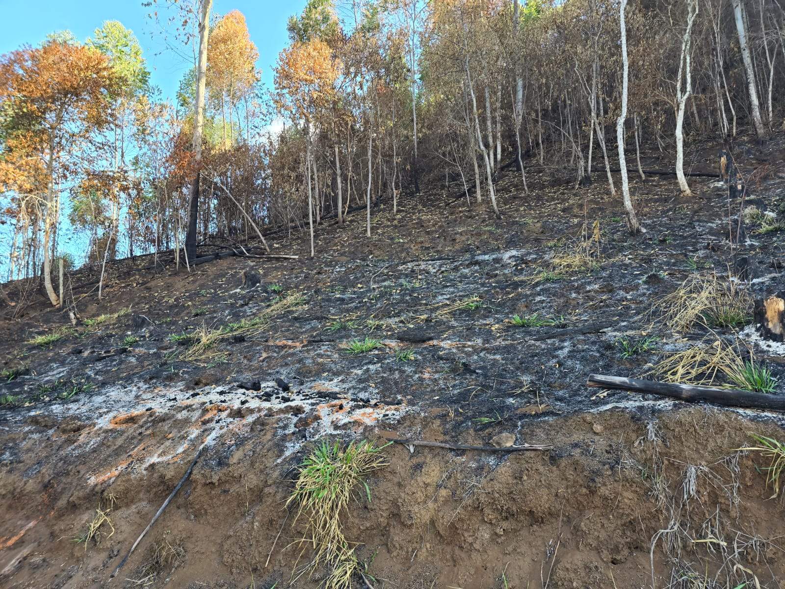 Alegre Registra Crime Ambiental com Destruição de 48 Mil M² de Mata Atlântica