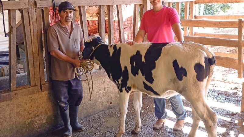 Incaper Lança Projeto para Produção de Bezerras Leiteiras Através de Inseminação Artificial