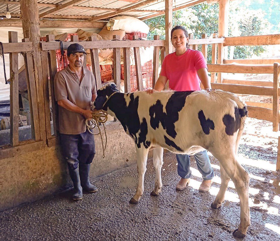 Incaper Lança Projeto para Produção de Bezerras Leiteiras Através de Inseminação Artificial