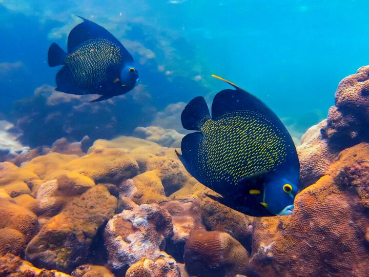 Guarapari, o santuário da fauna e flora oceânica