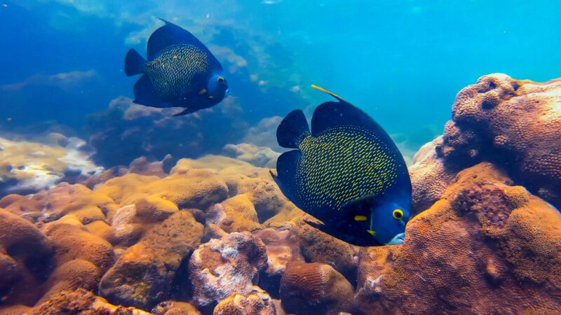 Guarapari, o santuário da fauna e flora oceânica