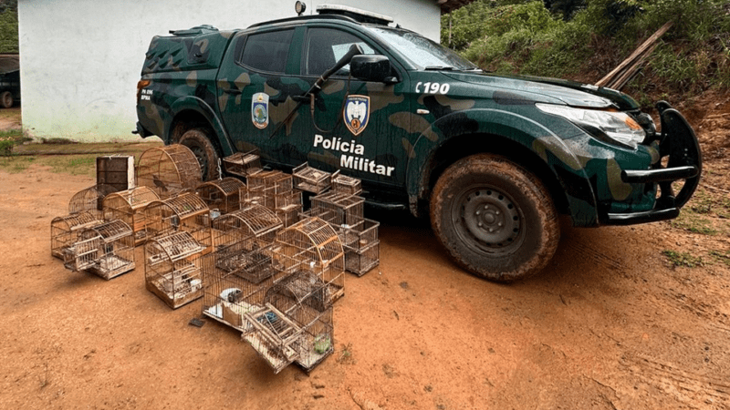 Aves silvestres são apreendidas em operação conjunta do Iema e da Polícia Ambiental em Castelo