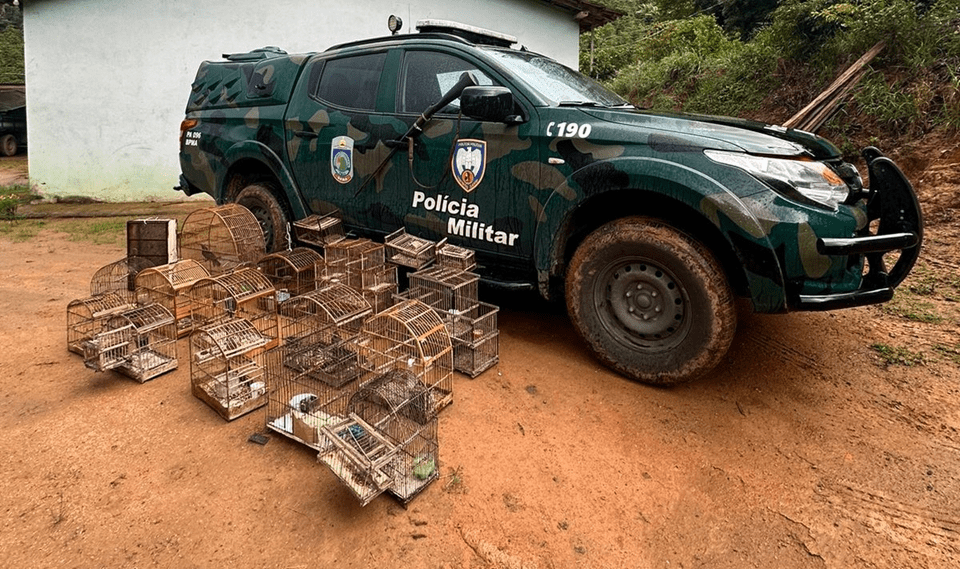 Aves silvestres são apreendidas em operação conjunta do Iema e da Polícia Ambiental em Castelo